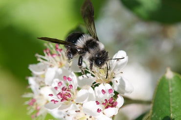 spring furry bee on aroniablute 1269780 Frühlingspelzbiene auf Aroniablüte pixabay.de 370